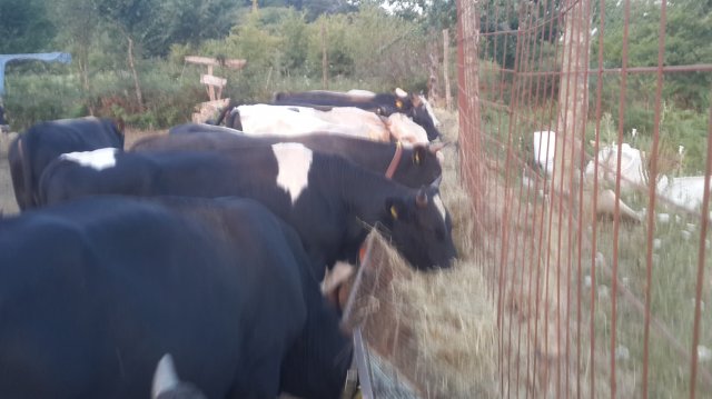 Çiftlik Resimleri