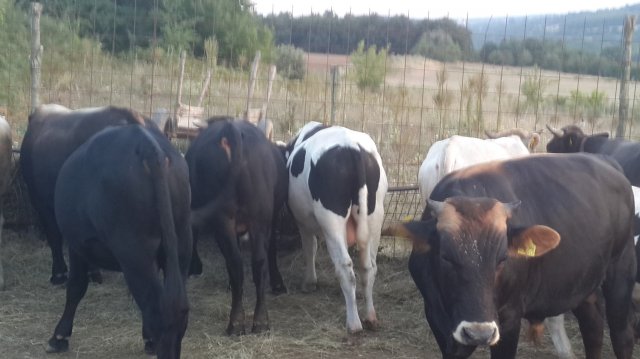 Çiftlik Resimleri
