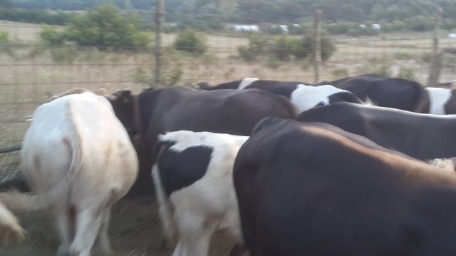 Çiftlik Resimleri