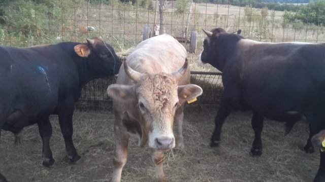 Çiftlik Resimleri